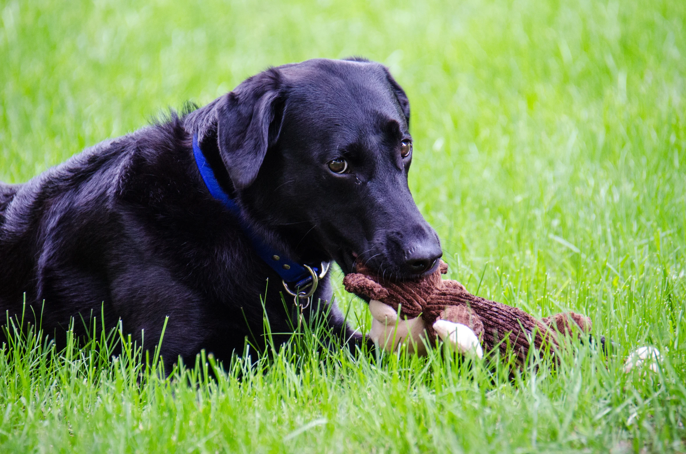 a large black dog with a teddy bear in its mouth laying down