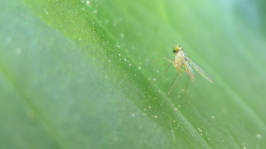 a mosquito that is sitting on a leaf