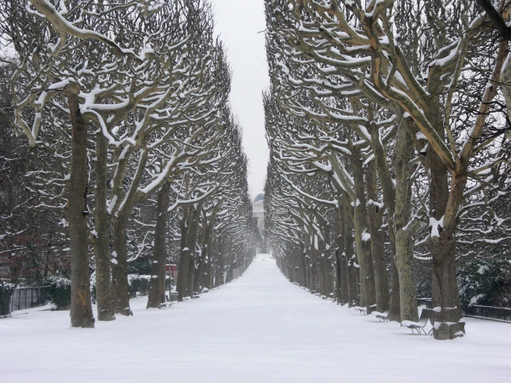 a bunch of trees are in the snow