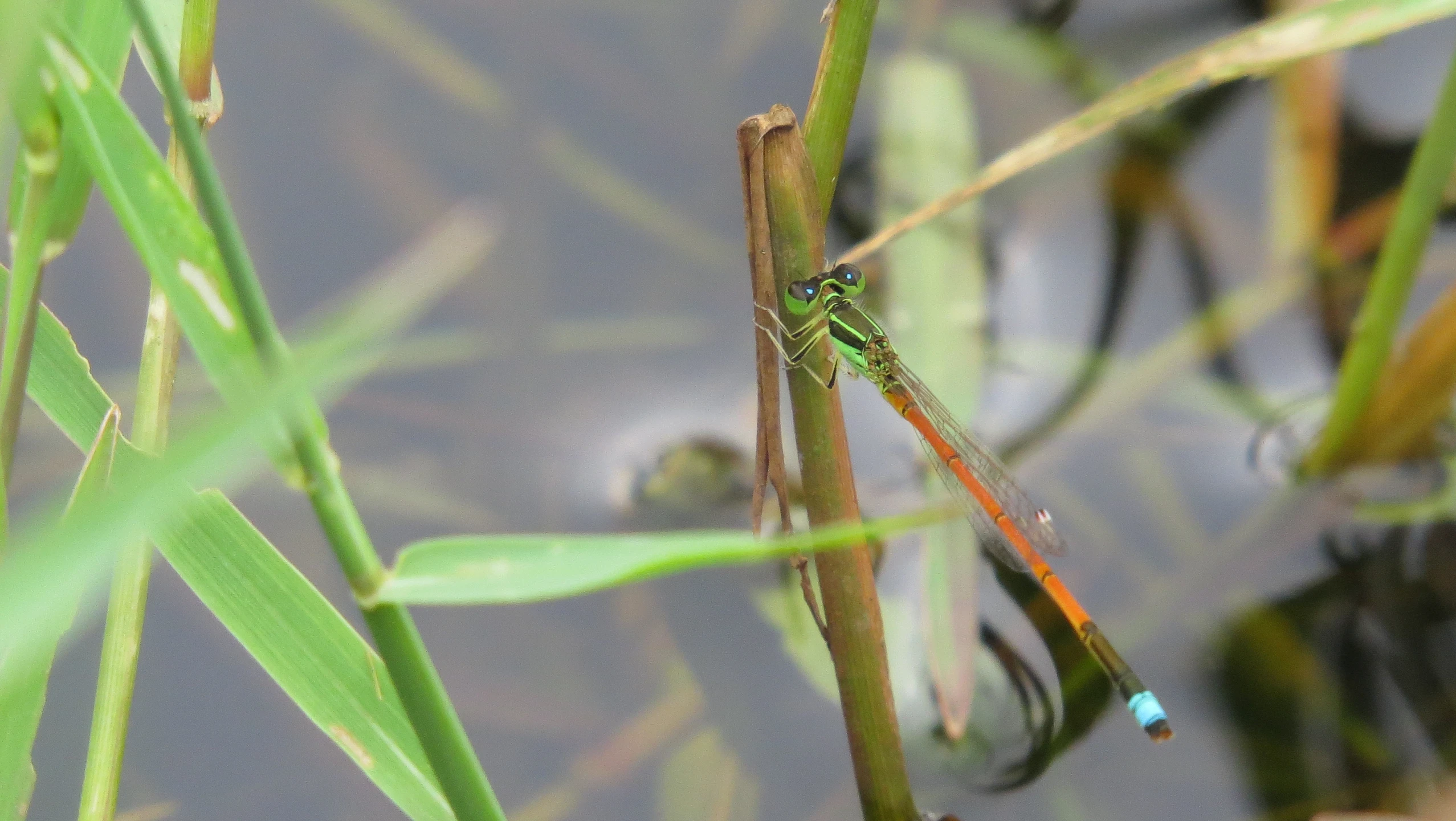 a dragonfly sitting on the top of a plant