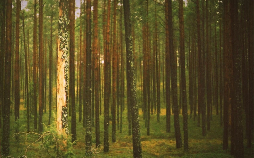 an image of the woods near many trees