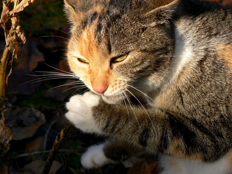 a striped cat stretches out with its paw