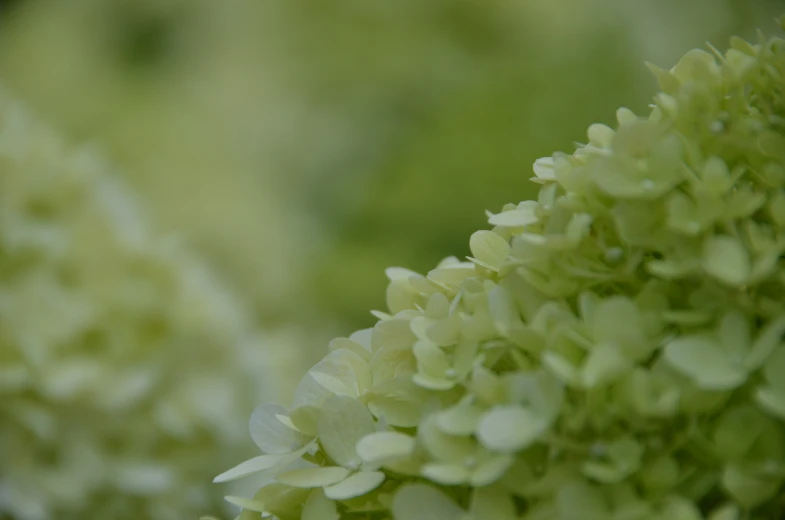 flowers with the colors of green and white