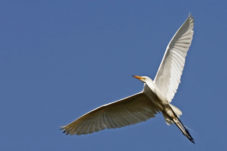 an outstretched white bird in the blue sky
