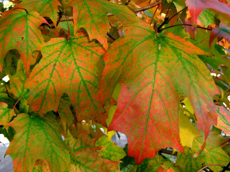 the leaves of a leafed tree are vint red and yellow