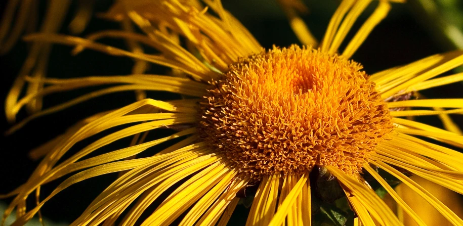 yellow flower that is growing on some plants