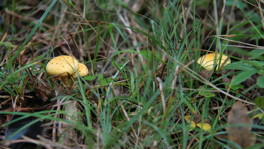 two yellow mushrooms are nestled among the green grass