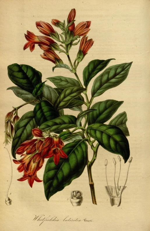 a drawing of red flowers, leaves and other things