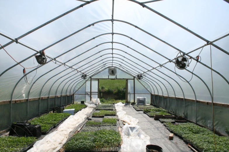 inside a greenhouse with several rows of green plants growing inside it