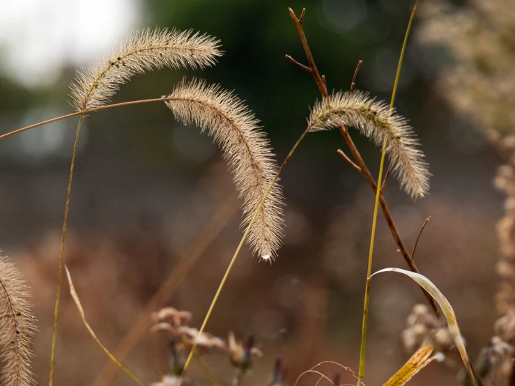 the grass is blowing in the wind