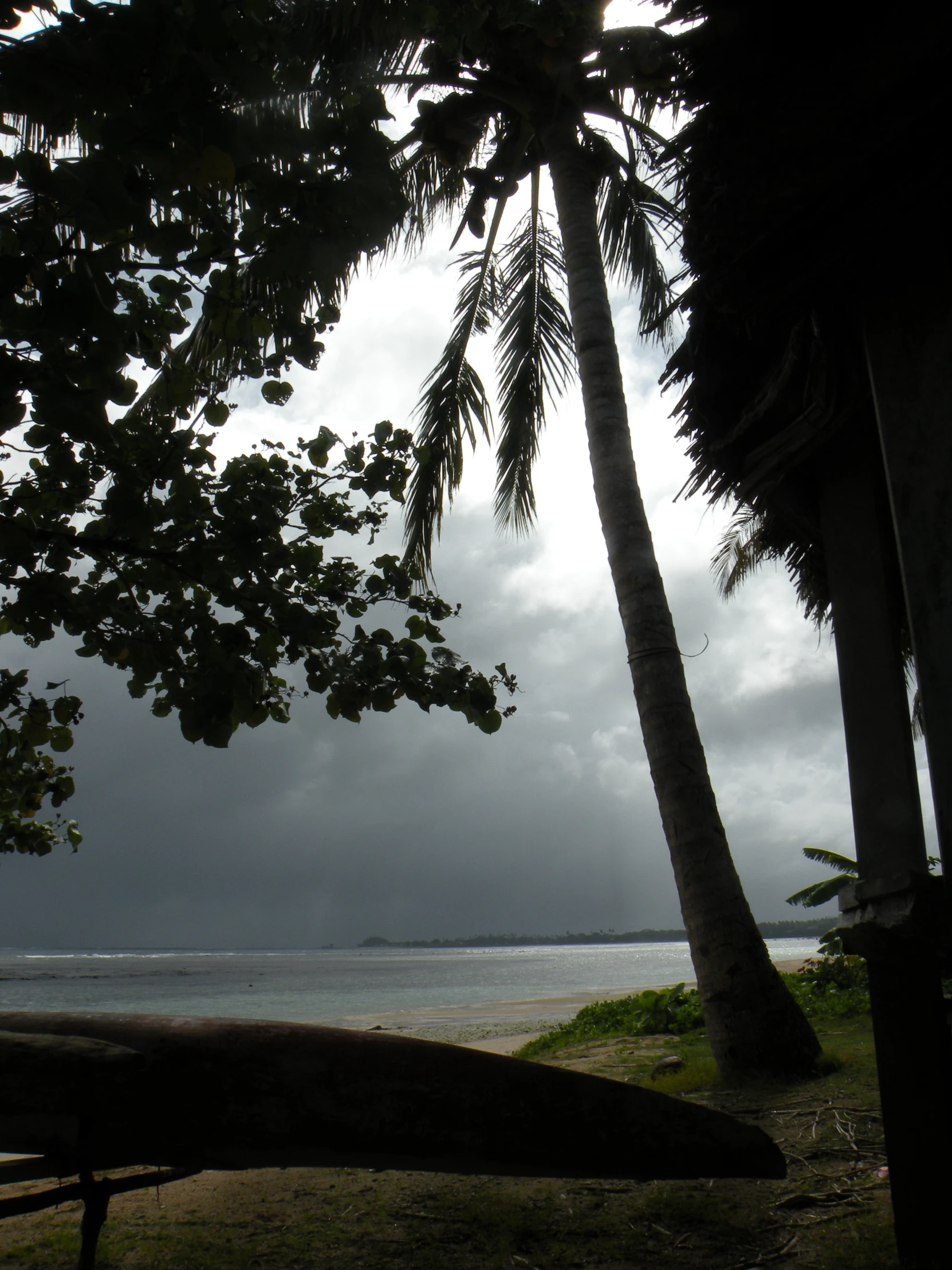 a view of two palm trees near the ocean