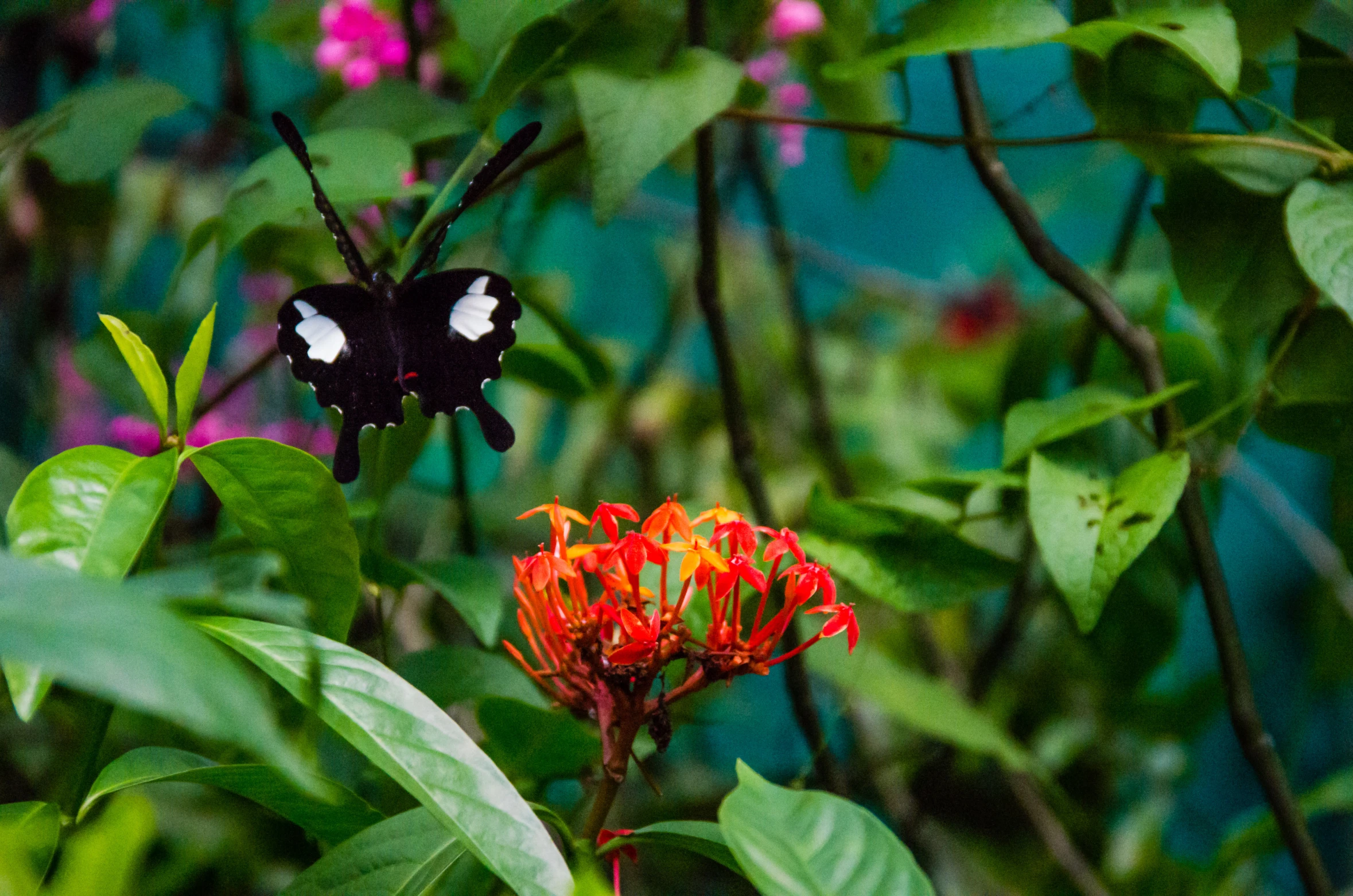 a black and white erfly sitting on top of a flower