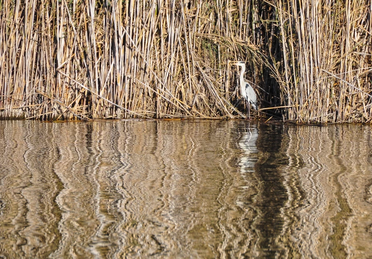 two birds sitting in the water by the tall plants