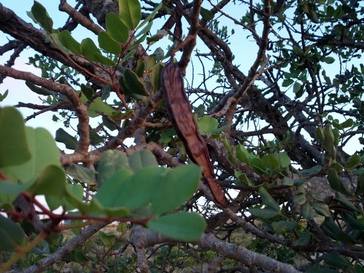 a lizard sits in the middle of the nches of a tree