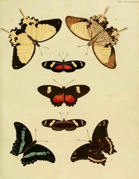 a group of erfly types including the adult