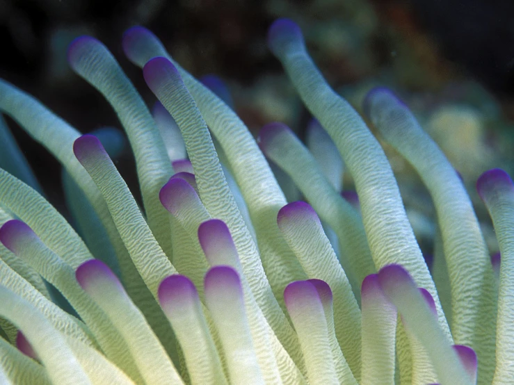 close - up view of the white and purple hair on a sea anemone