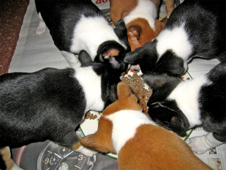 several small brown and white puppies playing with each other
