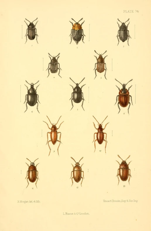 various species of insects are shown in a group