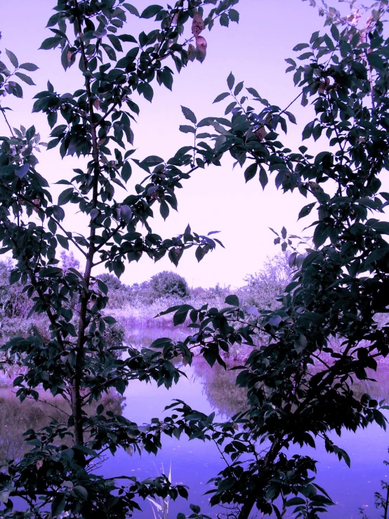 a po of some trees in front of a pond