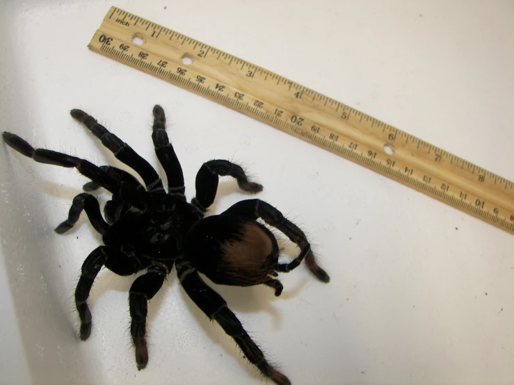 a large tarachin crawling on a surface next to a ruler