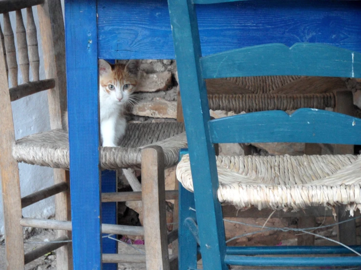 a cat sitting on some chairs in a room