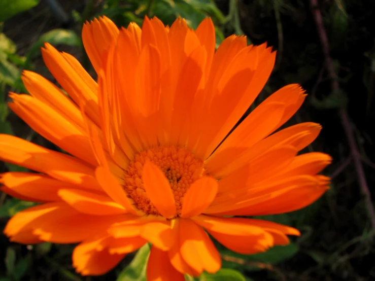 orange flowers with bright yellow petals are in the center