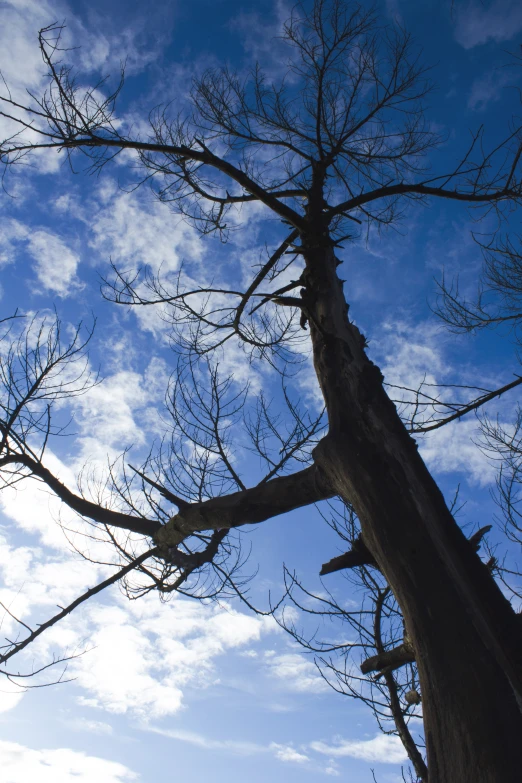 some very old tree nches with no leaves