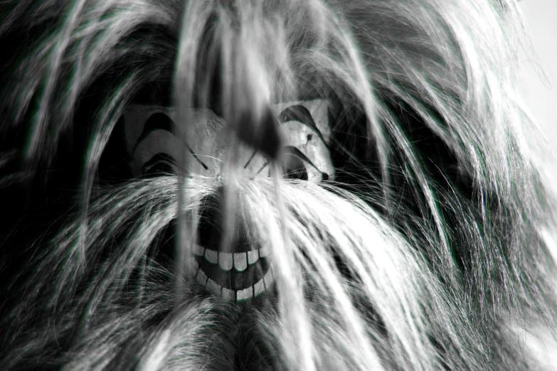 this is a furry dog with long hair and a big smile