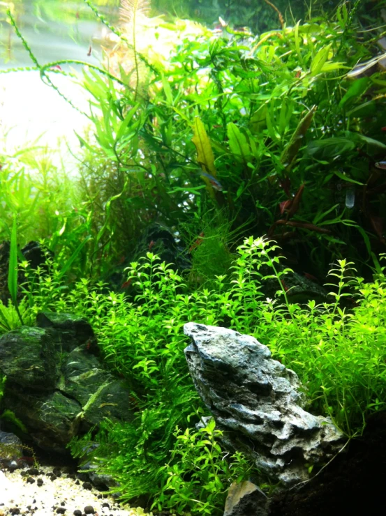 an aquarium with plants and water and rocks