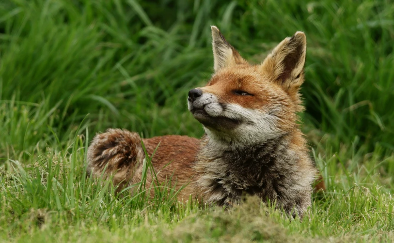 a little red fox standing in the grass