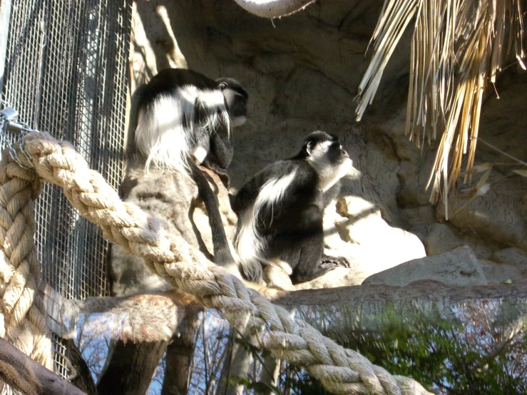 two monkeys playing on rope in a zoo enclosure