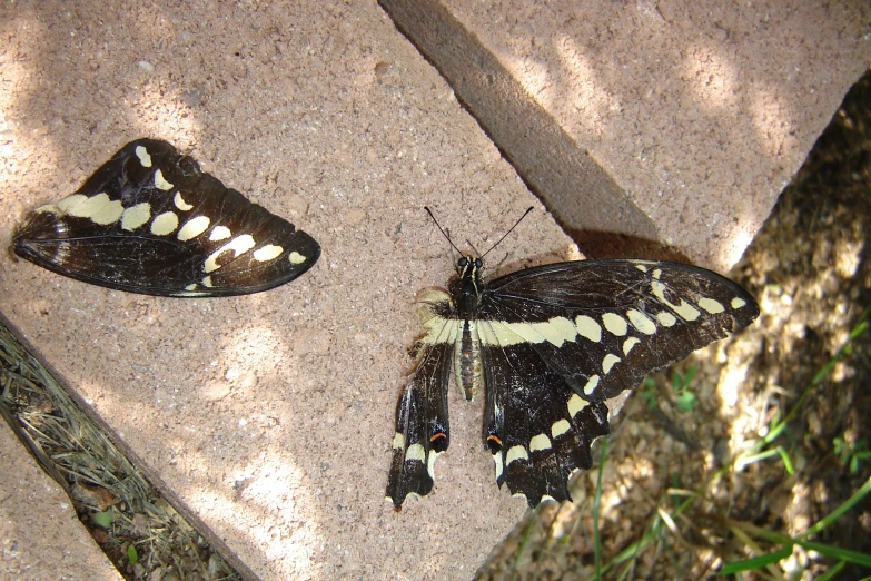 two erfly on a sidewalk, one of which is open