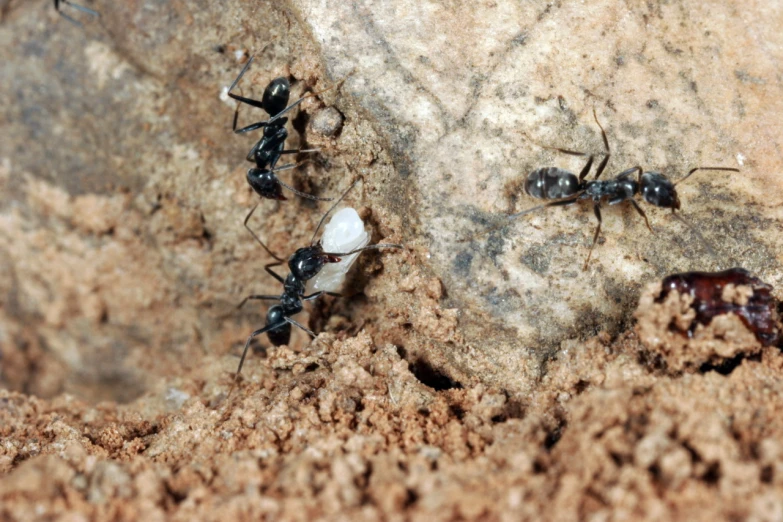 an image of several ants that are on the ground