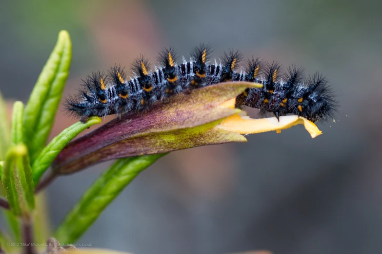 a bunch of blue caterpillars on a plant