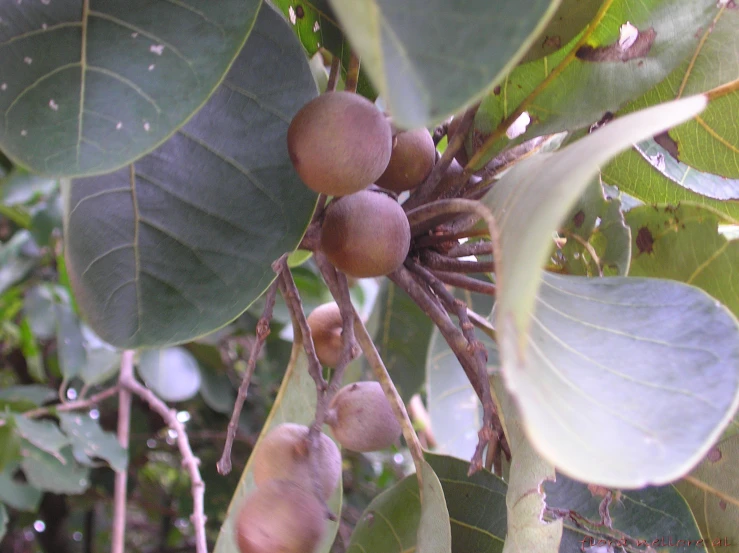 some leaves are hanging from the nches of a tree