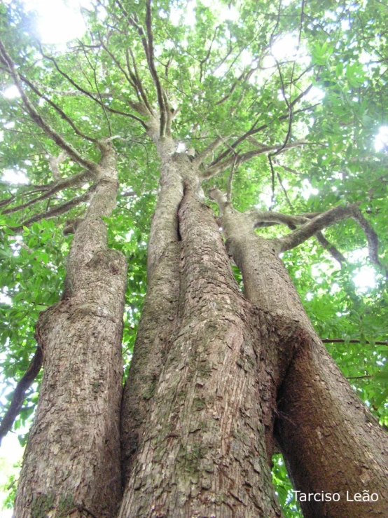 a forest filled with lots of tall trees