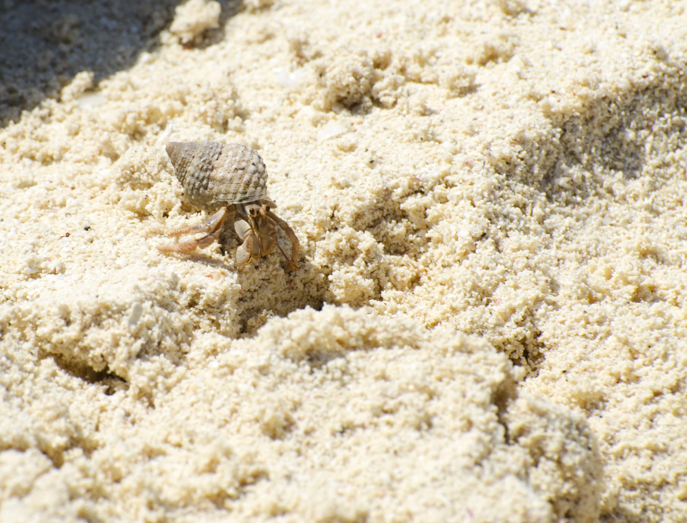 a crab sits in the sand on a beach