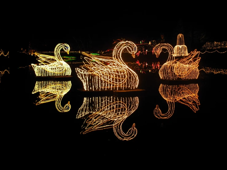 some lights on a lake and a swan