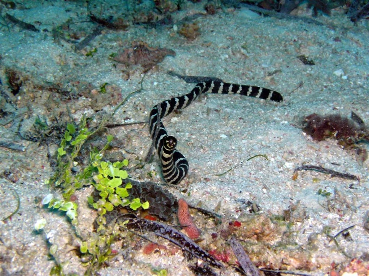 a seahorse on the ground with a green plant