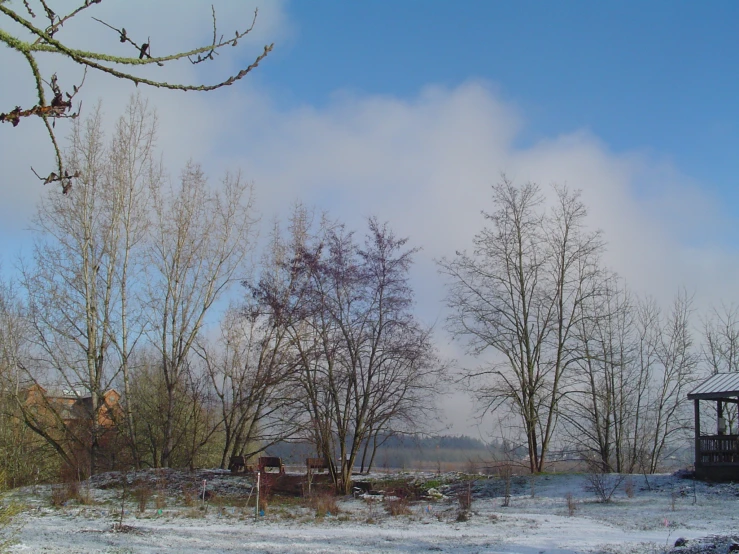 the po shows some trees covered in snow