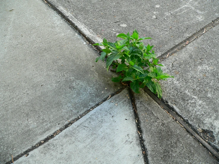 a green plant is growing on a street curb