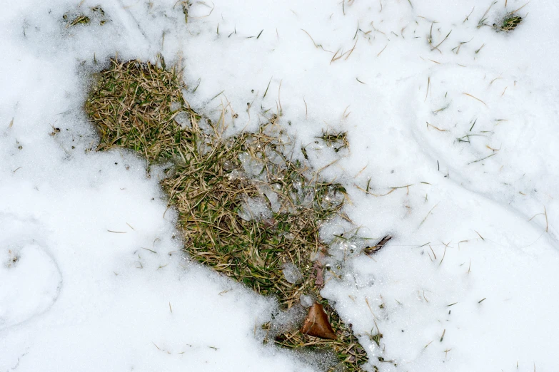 grass that is growing through snow on the ground