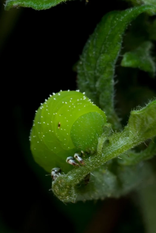 there is a green plant that has leaves with buds