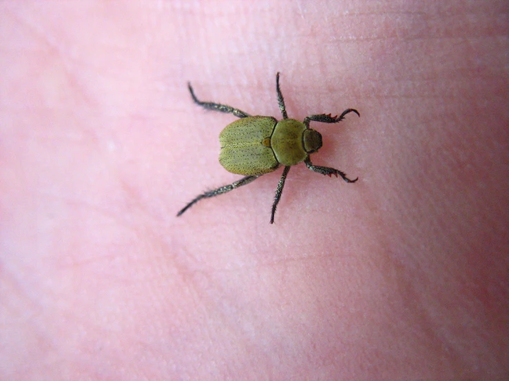 a small green bug on someone's skin