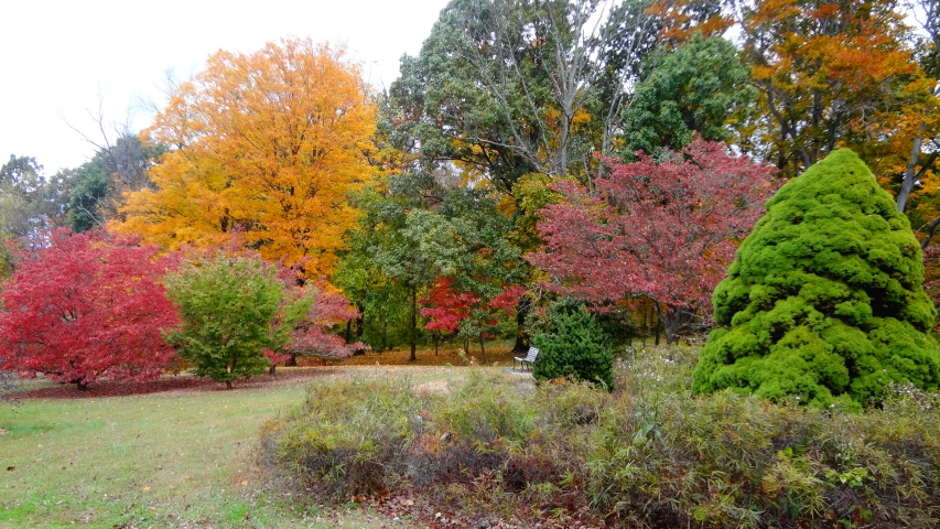 several trees in various colors in a grassy area