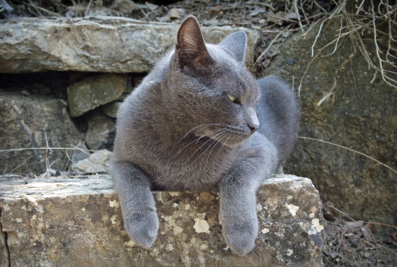 a grey cat laying on the ground next to a rock