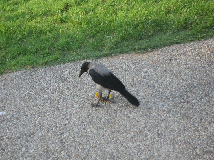 a black bird is walking along the concrete