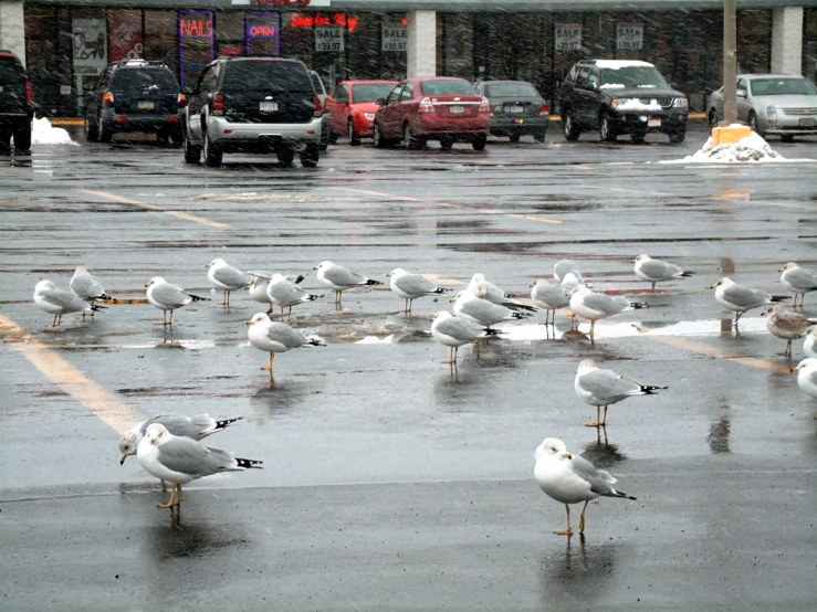 several seagulls on the wet pavement in front of buildings
