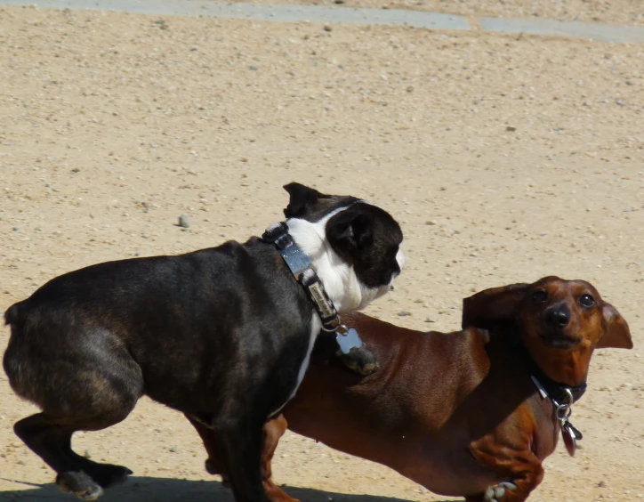 a dog is playing with a wiener in the sand