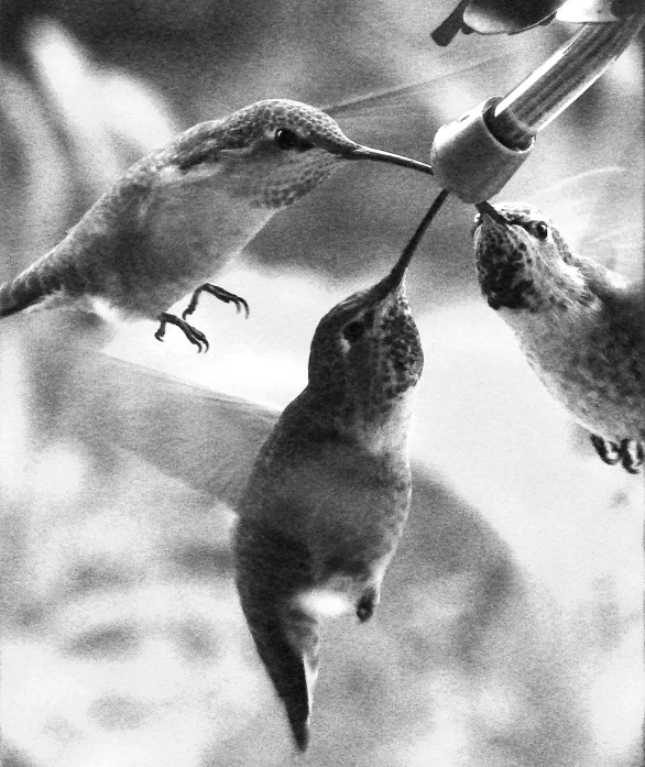 a black and white po of birds feeding